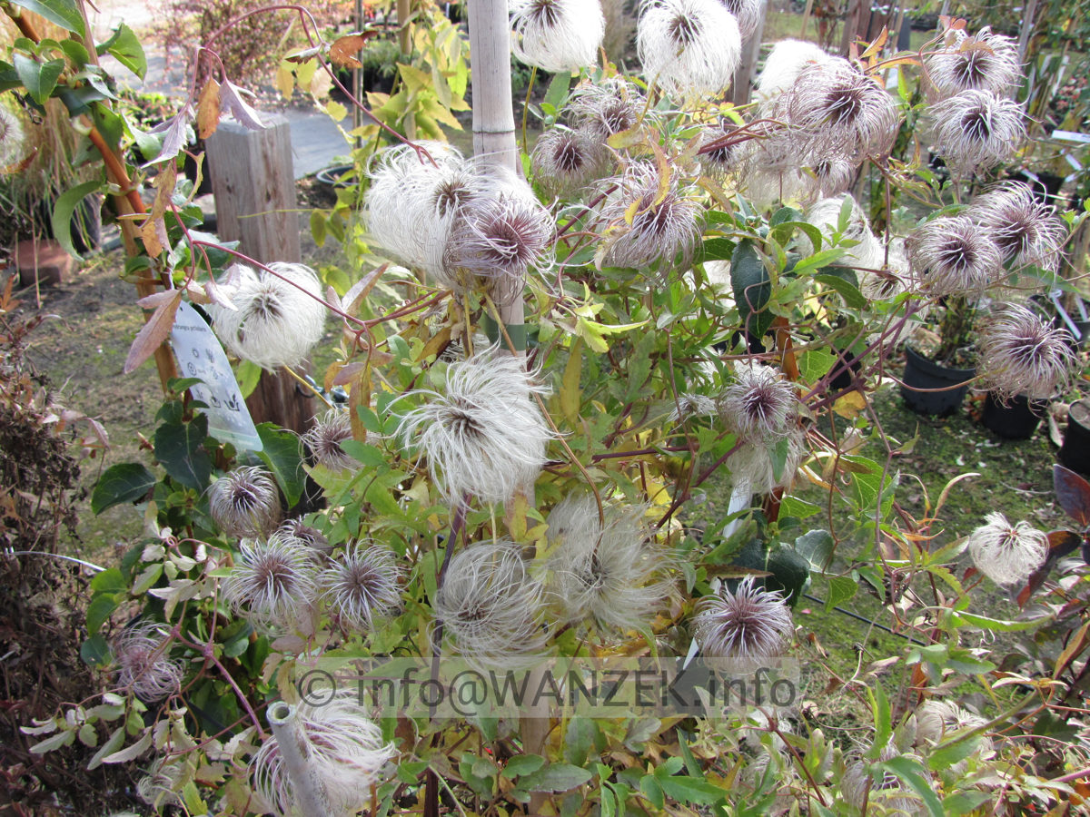 Clematis tangutica - Fruchtstaende.JPG